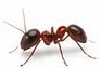 Ants