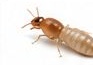 Termites